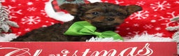 Yorkiepoo dogs for sale: Maize - Ad 6