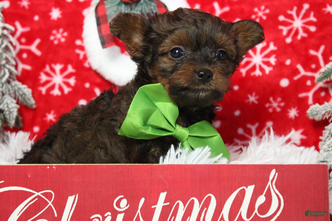 Yorkiepoo dogs for sale: Maize - Ad 6