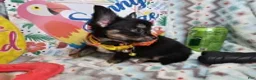 Chihuahua dogs for sale: ElRod [T-Cup] (tri LH) - Ad 6