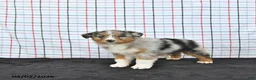 Australian Shepherd dogs for sale: Percy - Ad 2