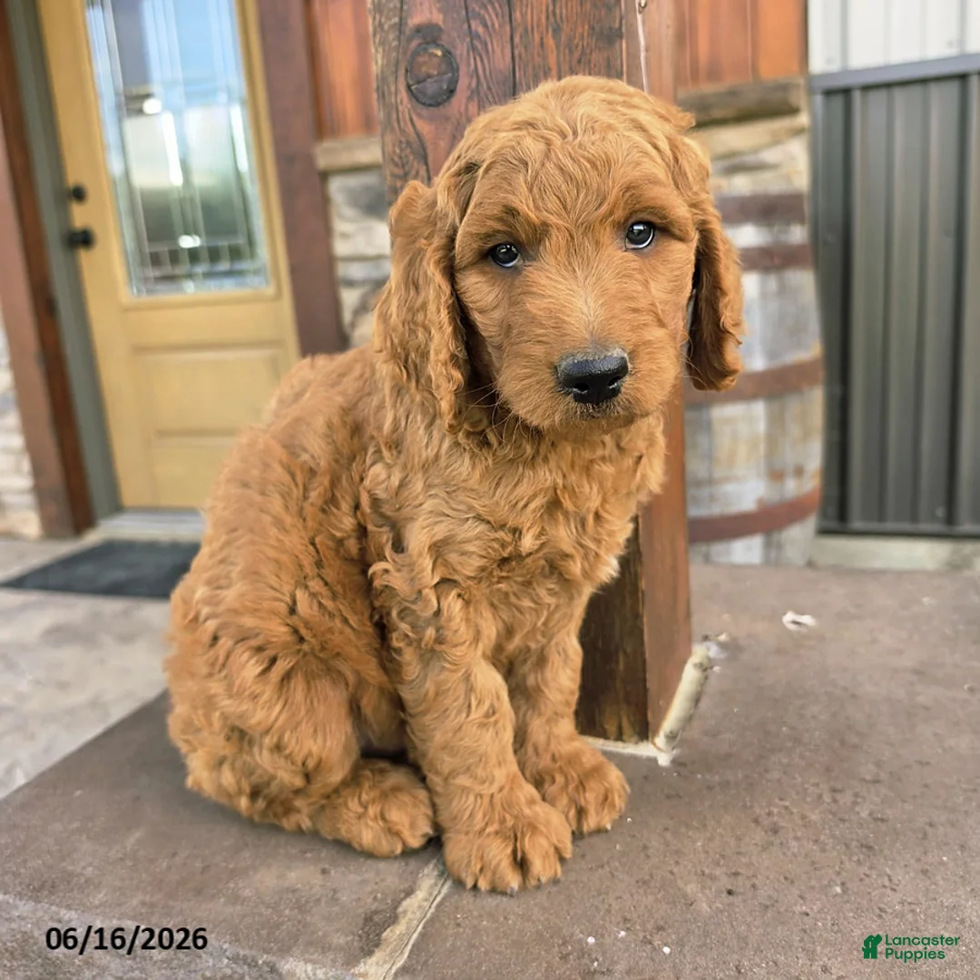 Goldendoodle dogs for sale: Jasper - Ad 4