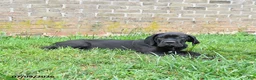 Cane Corso dogs for sale: Dallas - Ad 4