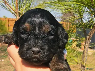 Cockapoo dogs Earp - Ad 18