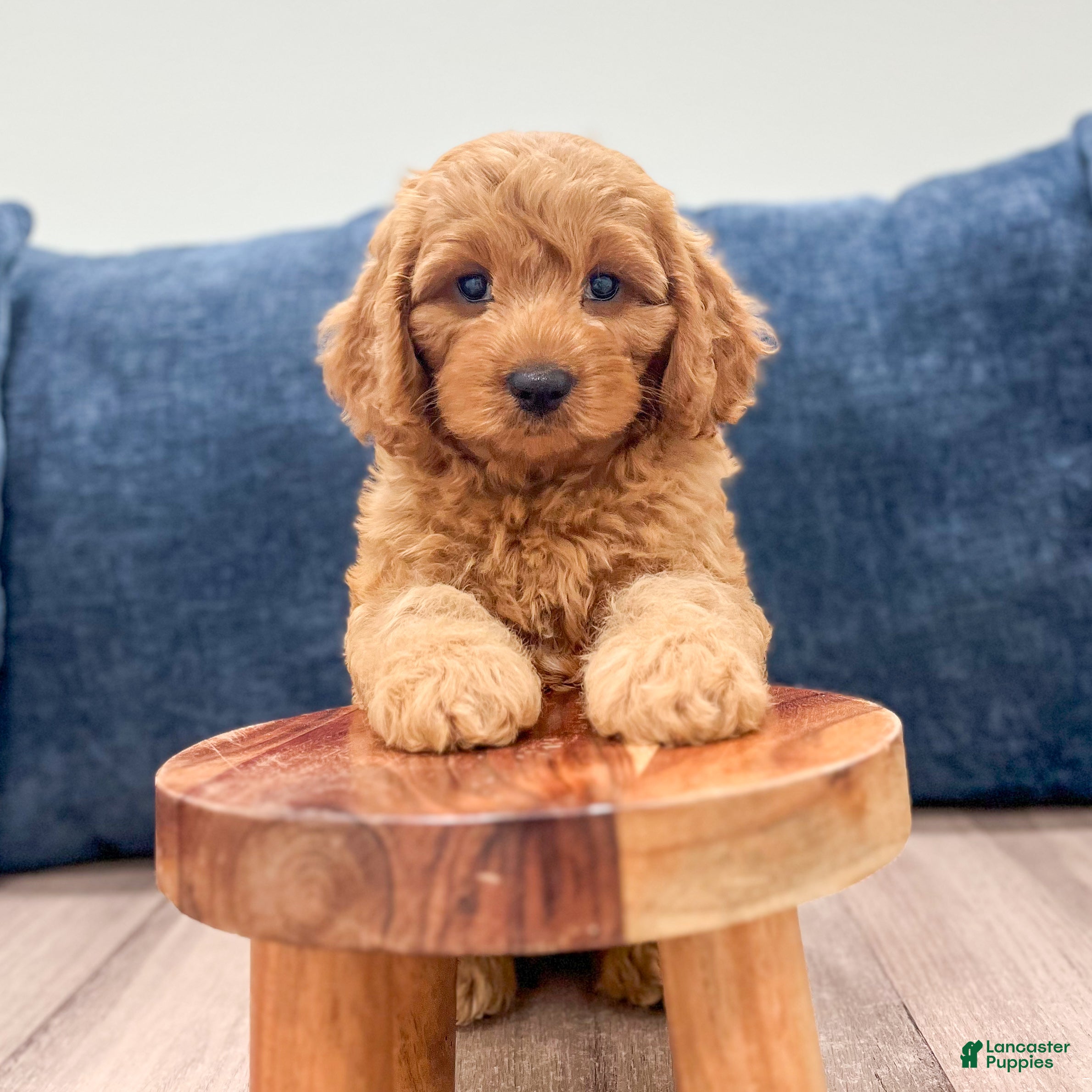 Miniature Labradoodle dogs Cheyenne - Ad 2