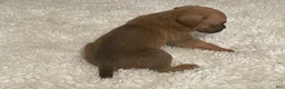 Boxer dogs for sale: Colt - Ad 10