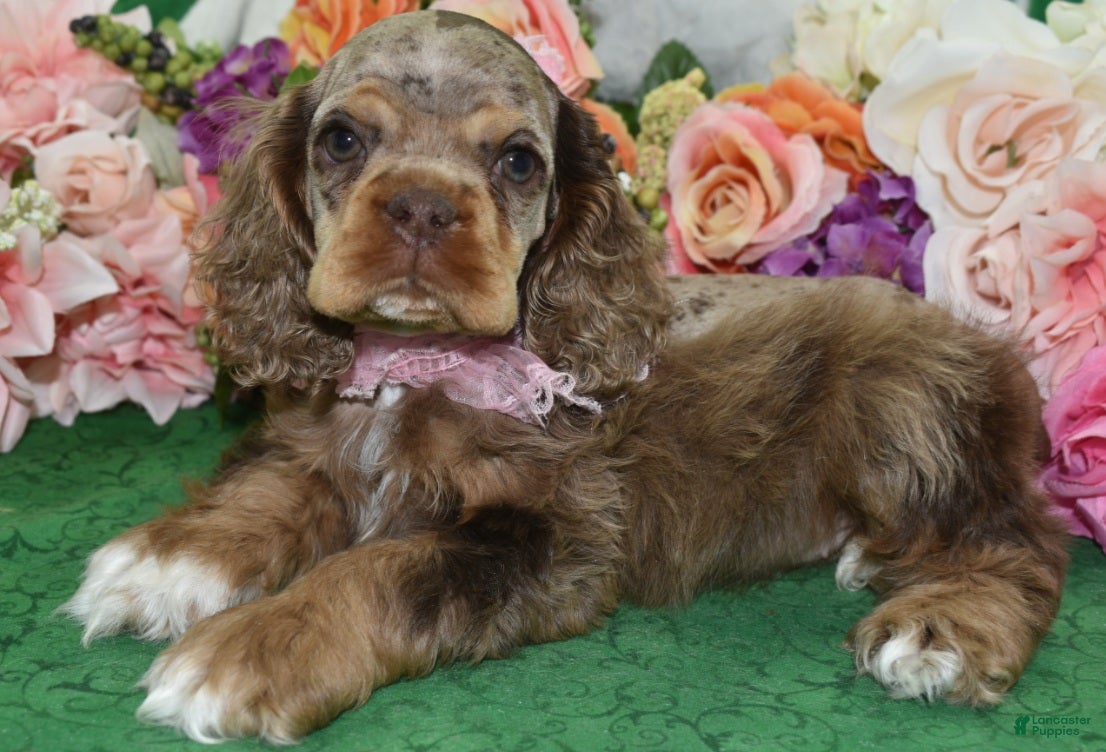 Cocker Spaniel dogs AKC Lily Chocolate Tan Merle Amerrican Cocker Spaniel Puppy - Ad 1