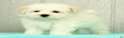 Maltese dogs for sale: Benji - Ad 2