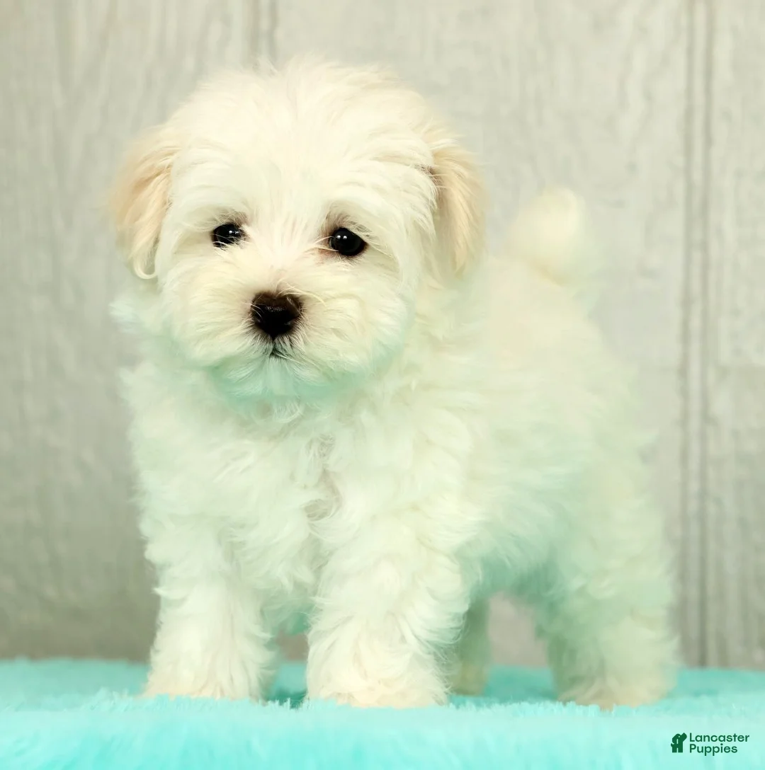 Maltese dogs for sale: Benji - Ad 2