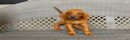 Redbone Coonhound dogs for sale: Boone - Ad 8