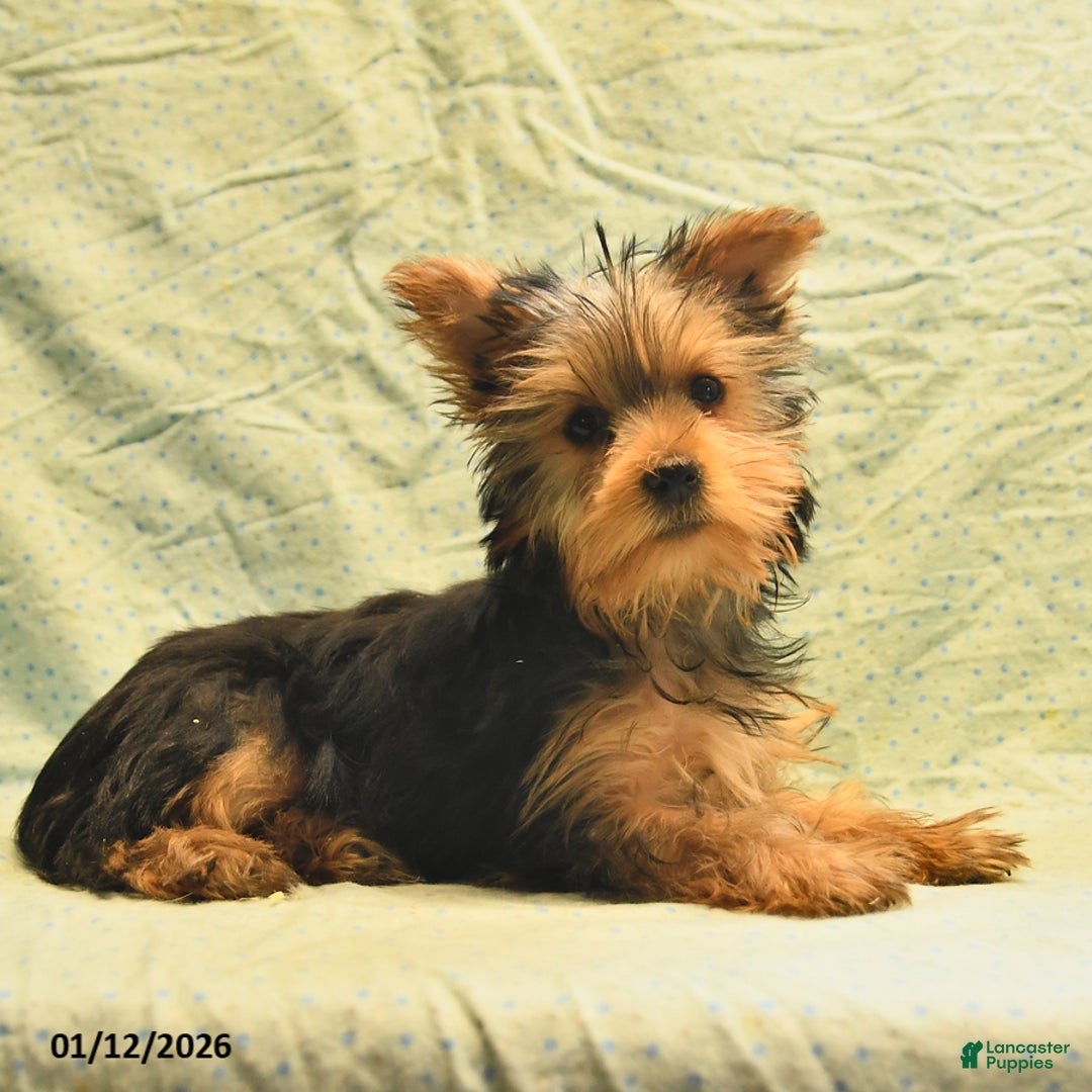Yorkshire Terrier dogs for sale: Earl - Ad 2