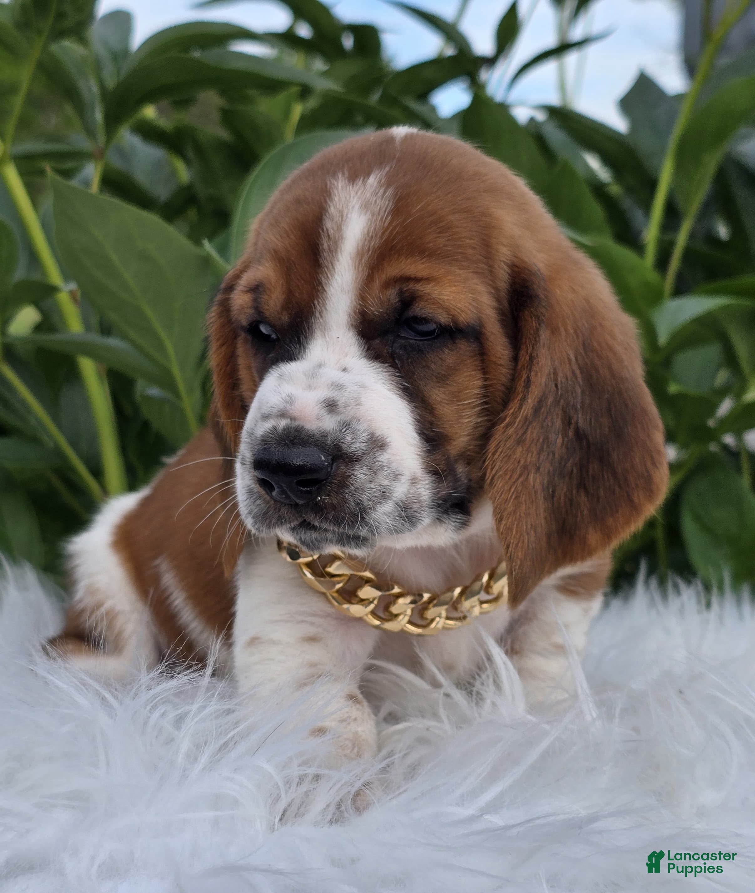 Basset Hound dogs Barney - Ad 2
