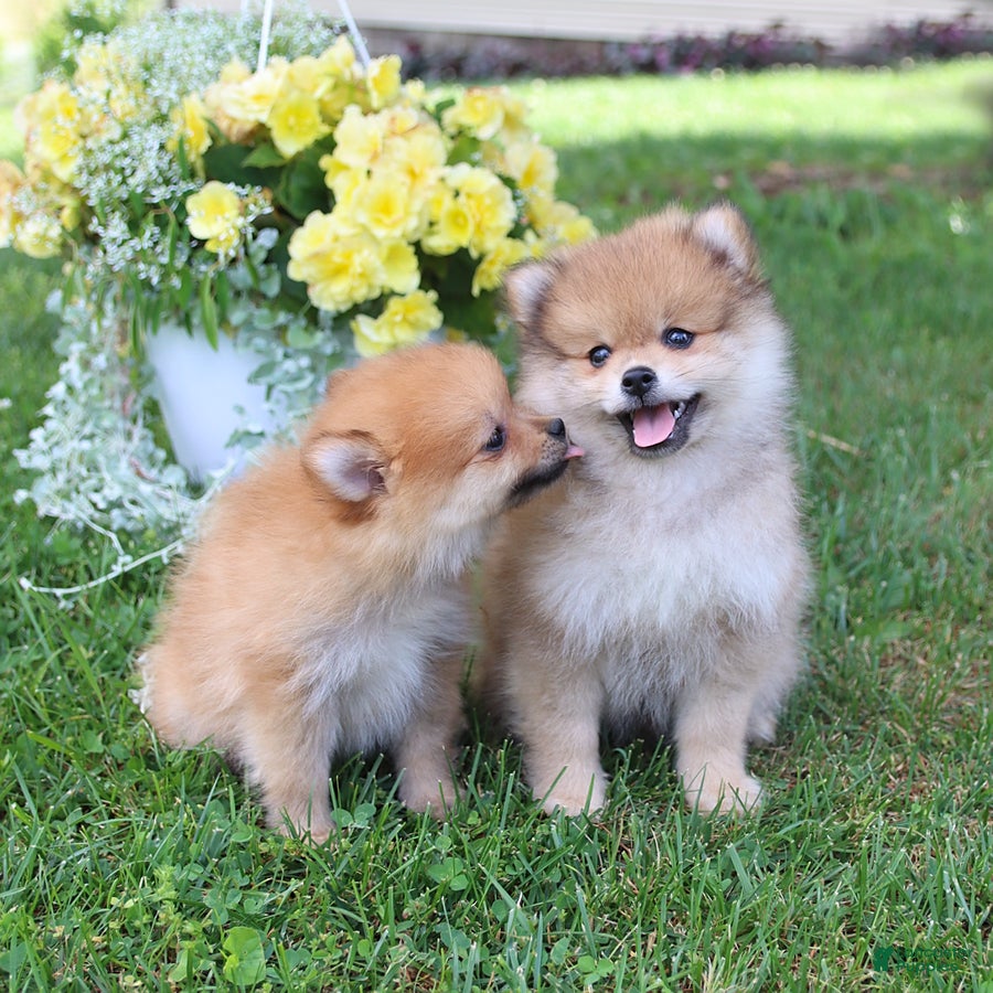 Pomeranian dogs Denver - Ad 2