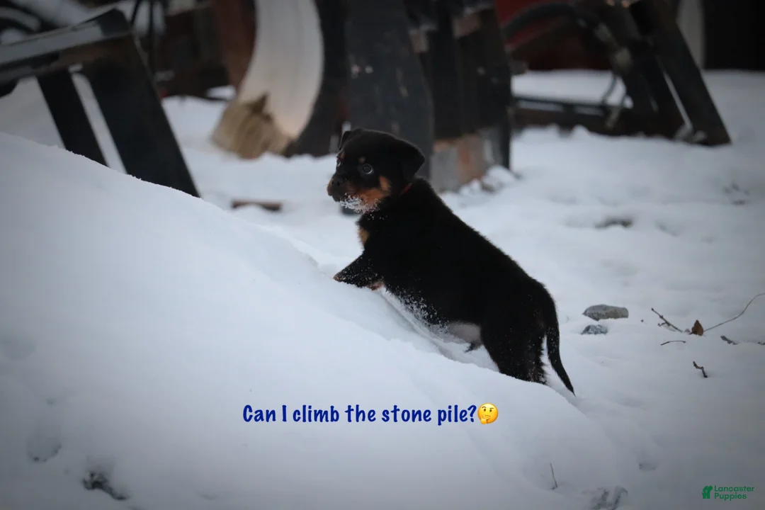 Rottweiler dogs for sale: Simba - Ad 4