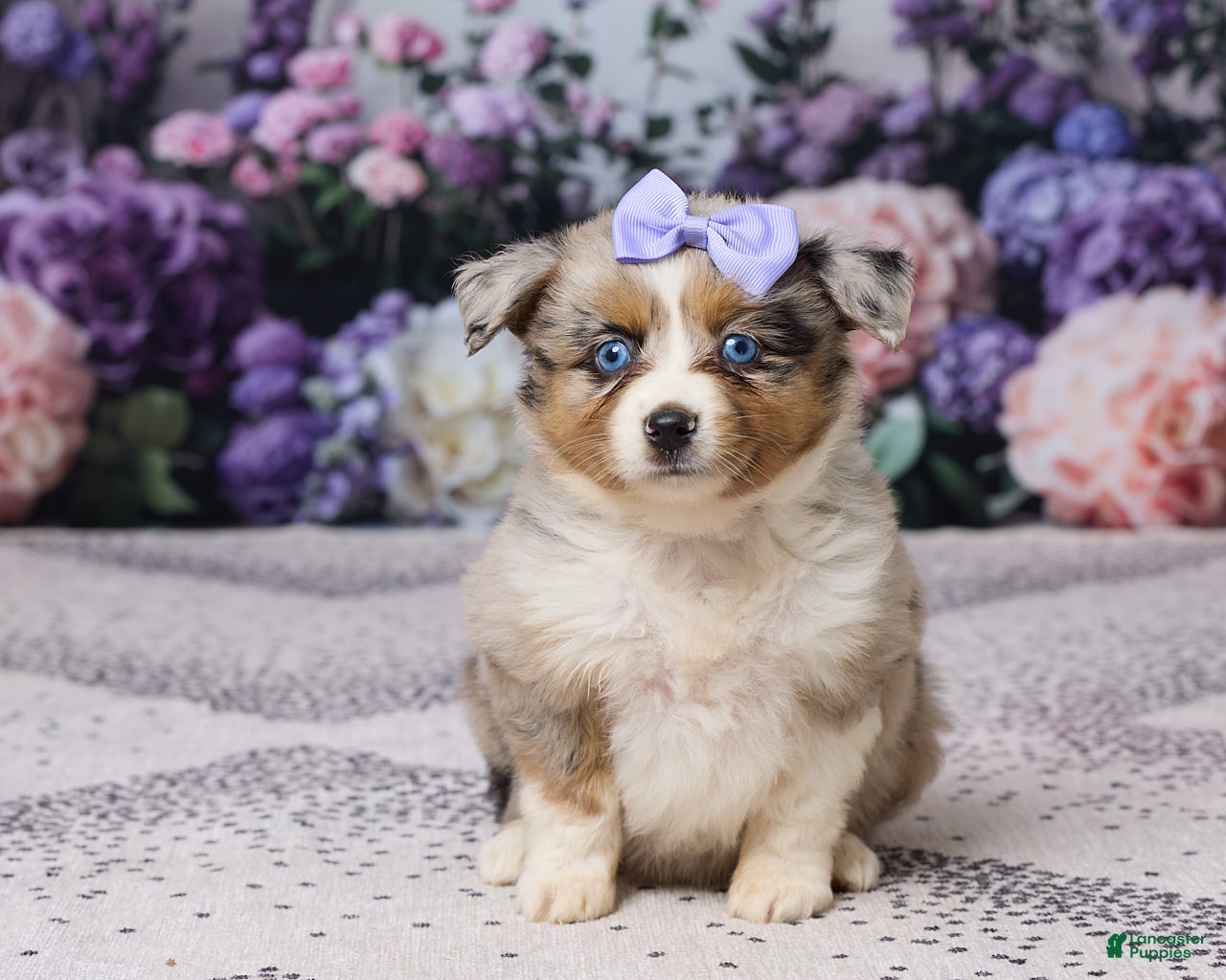 Miniature Australian Shepherd dogs for sale: Kim - Ad 4
