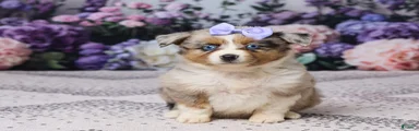 Kim