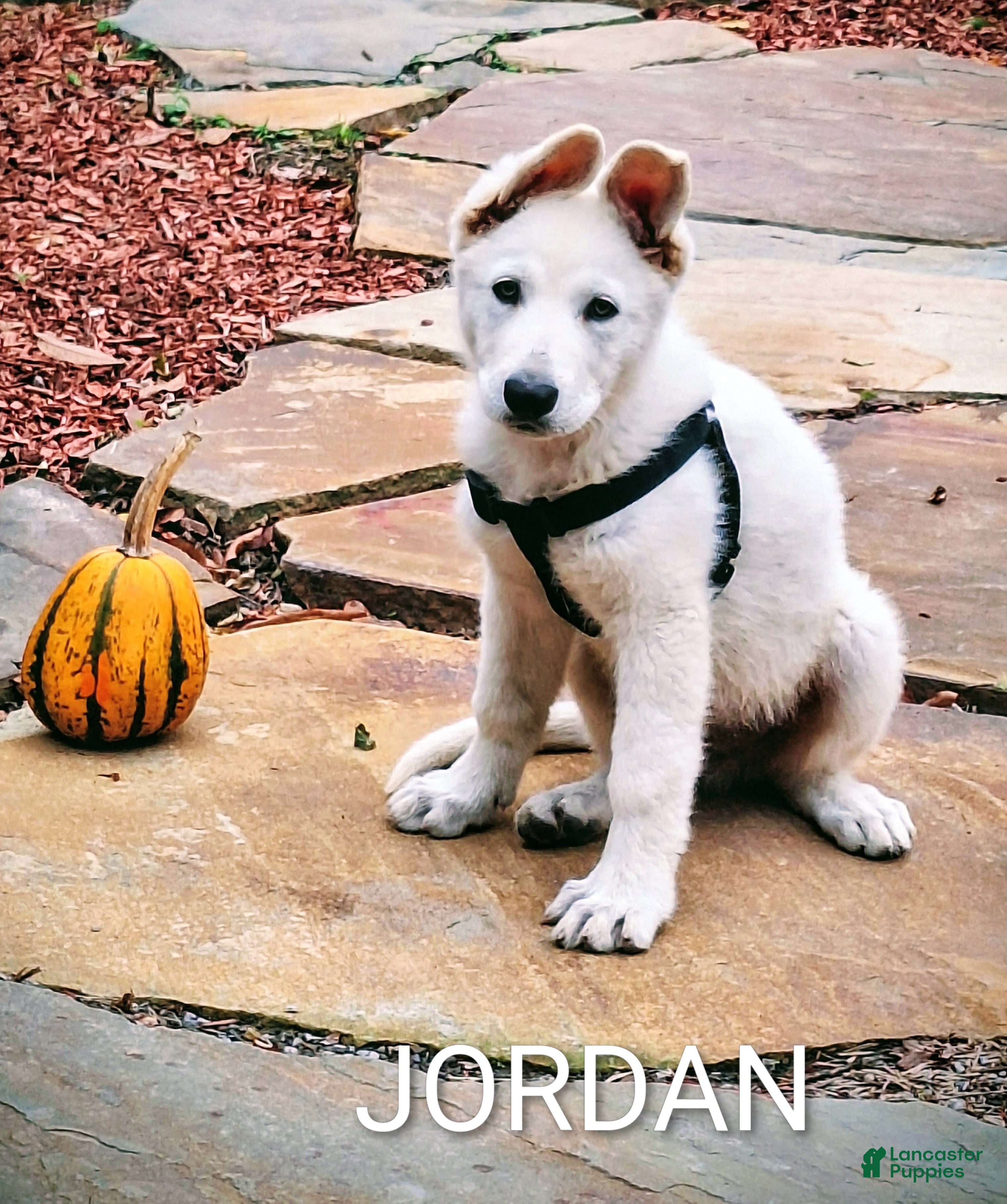 German Shepherd dogs JORDAN  - Ad 36