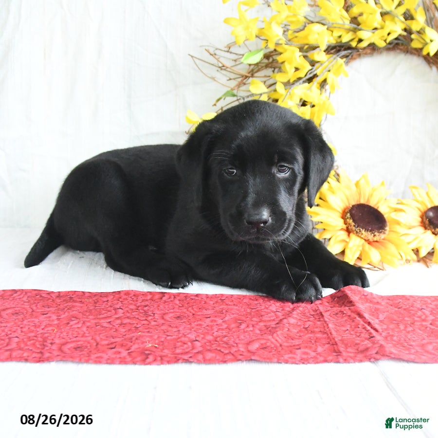 Labrador Retriever dogs Kwan - Ad 2