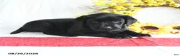 Labrador Retriever dogs for sale: Kwan - Ad 2