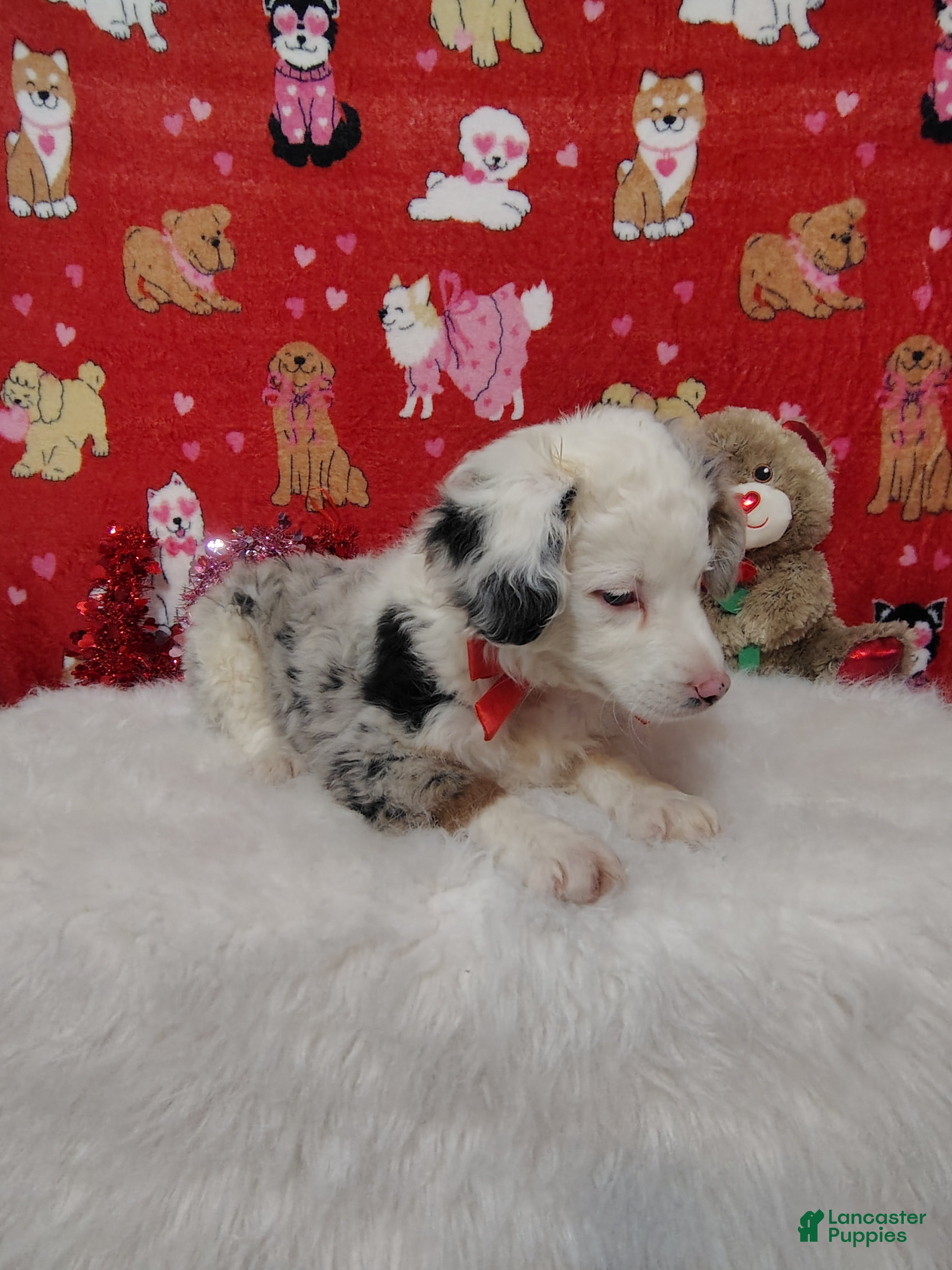 Mixed Breed dogs Jane - Ad 2