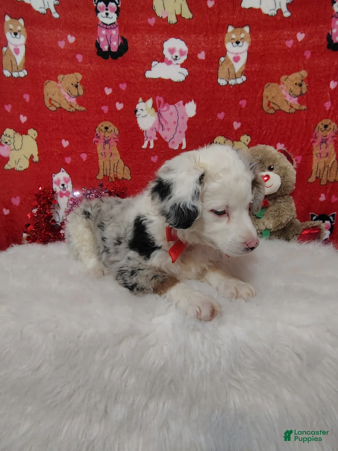 Mixed Breed dogs for sale: Jane - Ad 2