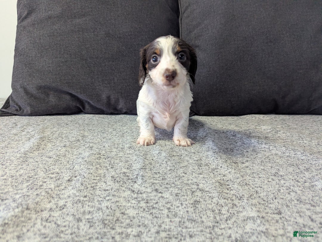 Miniature Dachshund dogs for sale: Sky - Ad 6