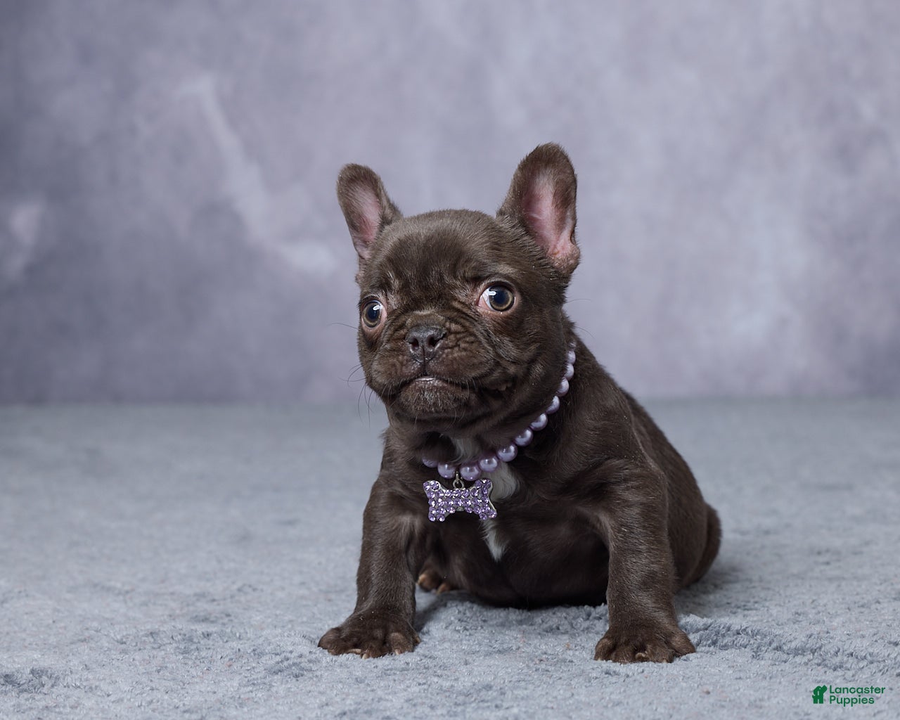 French Bulldog dogs for sale: Chloe - Ad 1
