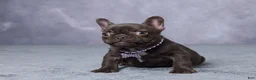 French Bulldog dogs for sale: Chloe - Ad 1