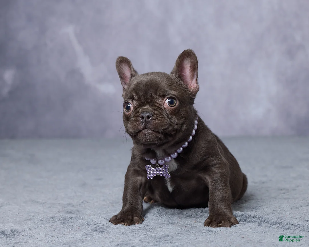 French Bulldog dogs for sale: Chloe - Ad 1