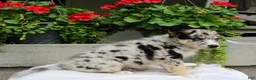 Mixed Breed dogs for sale: Lucky - Ad 7