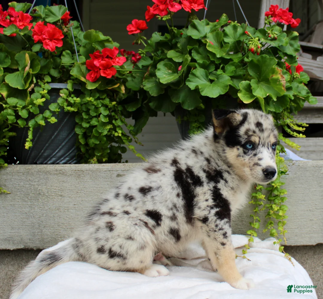 Mixed Breed dogs for sale: Lucky - Ad 7