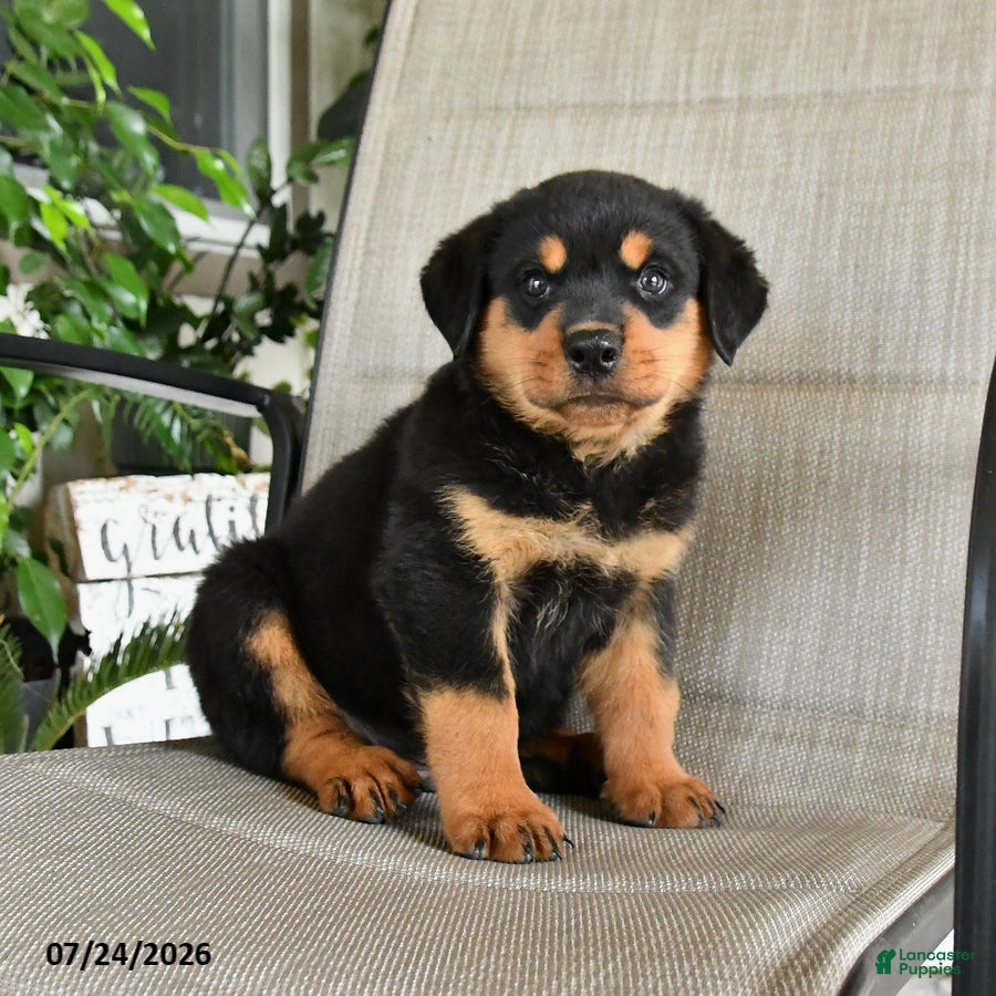 Rottweiler dogs Milo - Ad 2