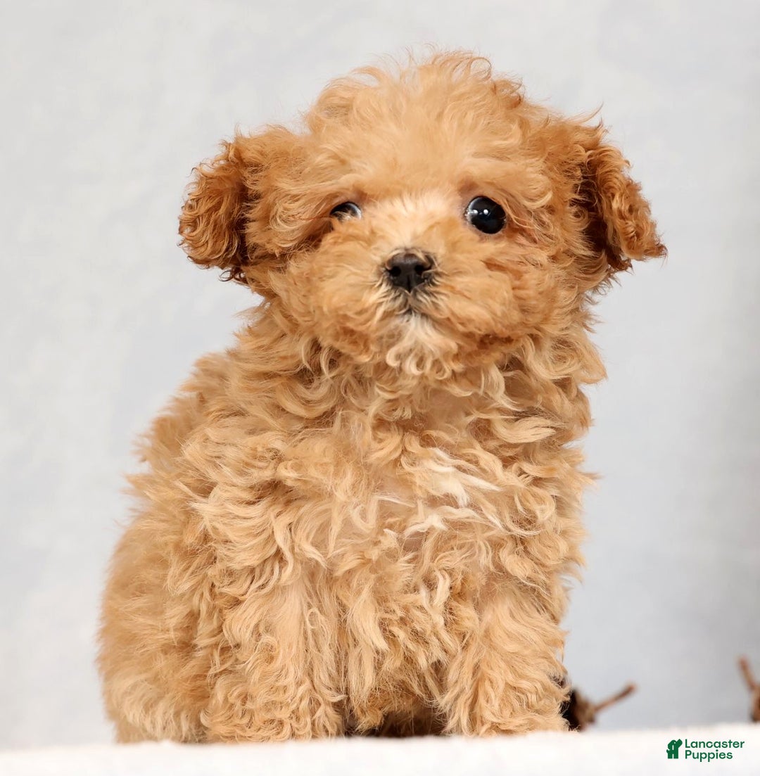 Havapoo dogs for sale: Uno - Ad 8