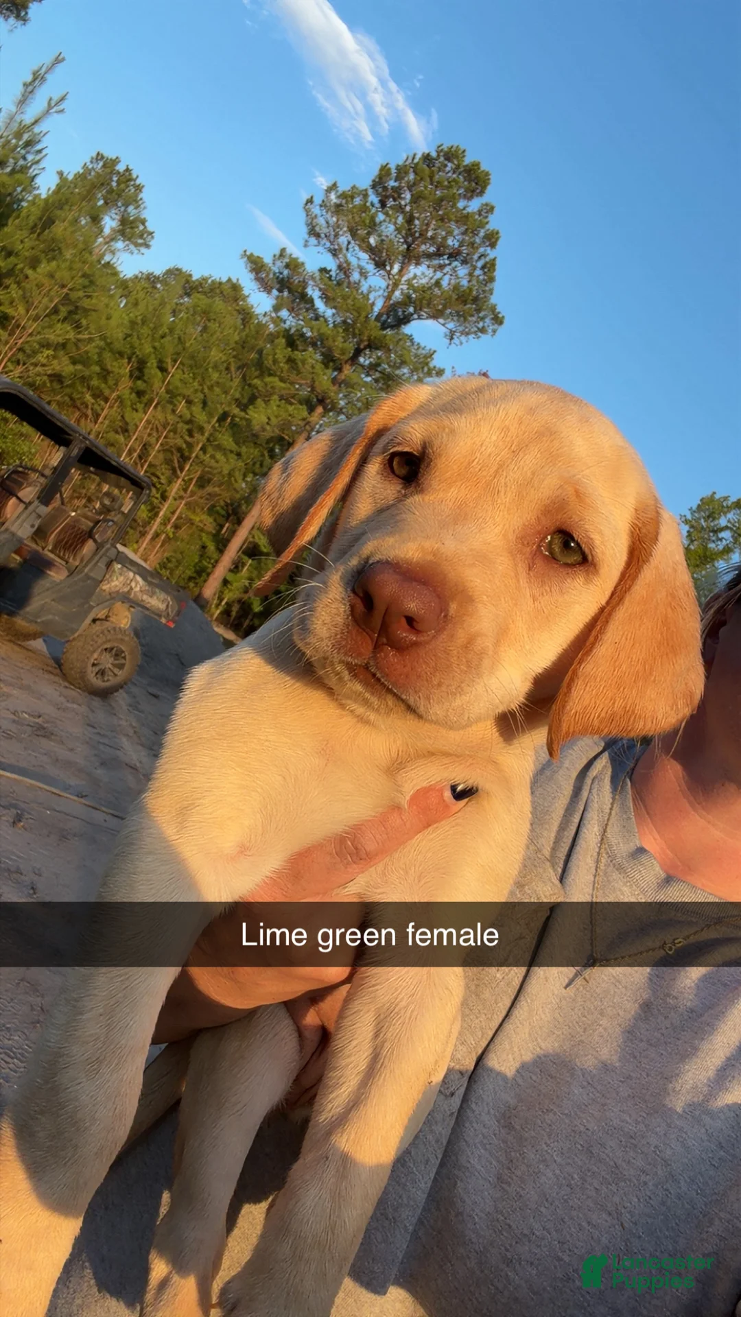 Labrador Retriever dogs for sale: Lime Green Female - Ad 1