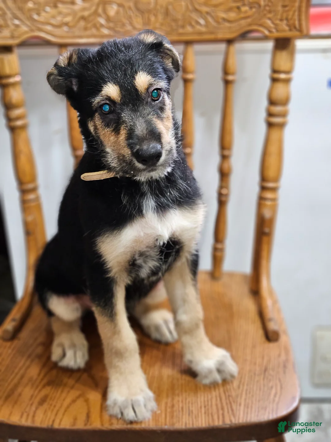 Mixed Breed dogs for sale:  Puppy 4 Beige - Ad 2