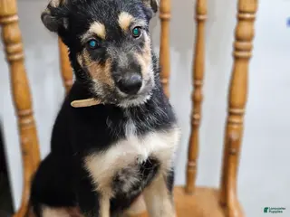 Mixed Breed dogs Beige - Ad 38