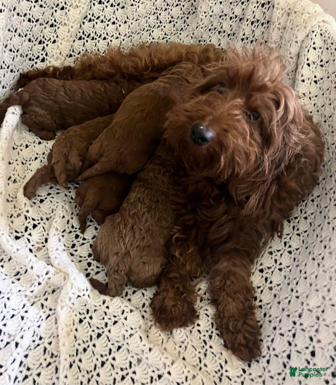 Cavapoo dogs for sale: Molly - Ad 2