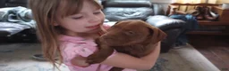 American Bully dogs for sale: Emma Bruntil - Ad 3