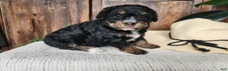 Mini Bernedoodle dogs for sale: Karly - Ad 8