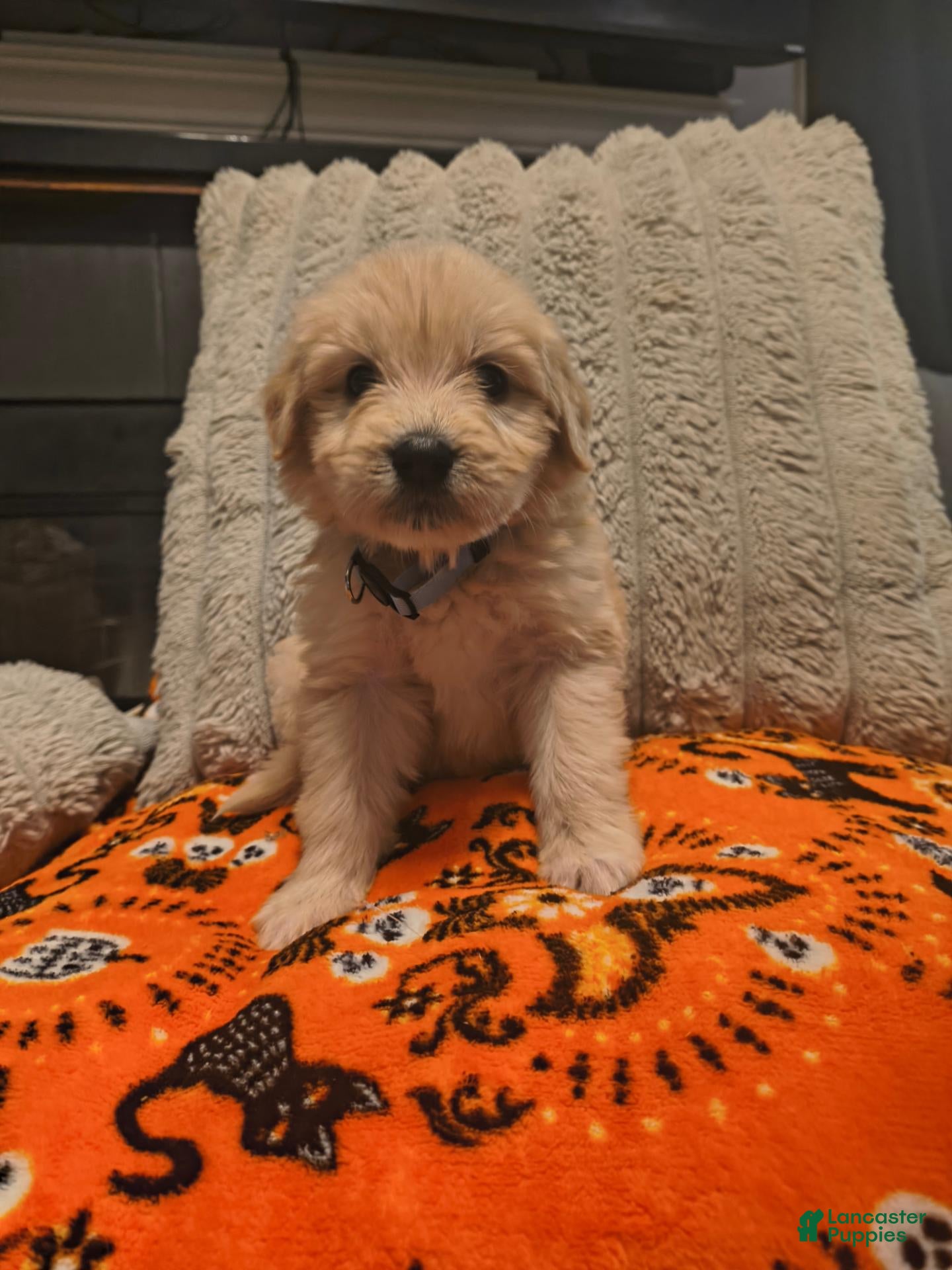 Mixed Breed dogs for sale: Raja 🐯 - Ad 8