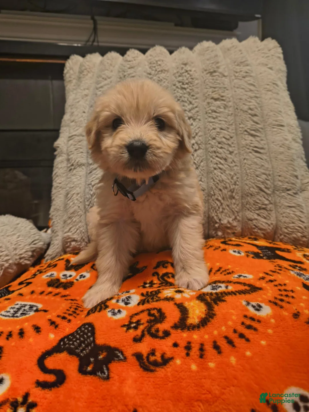 Mixed Breed dogs for sale: Raja 🐯 - Ad 1