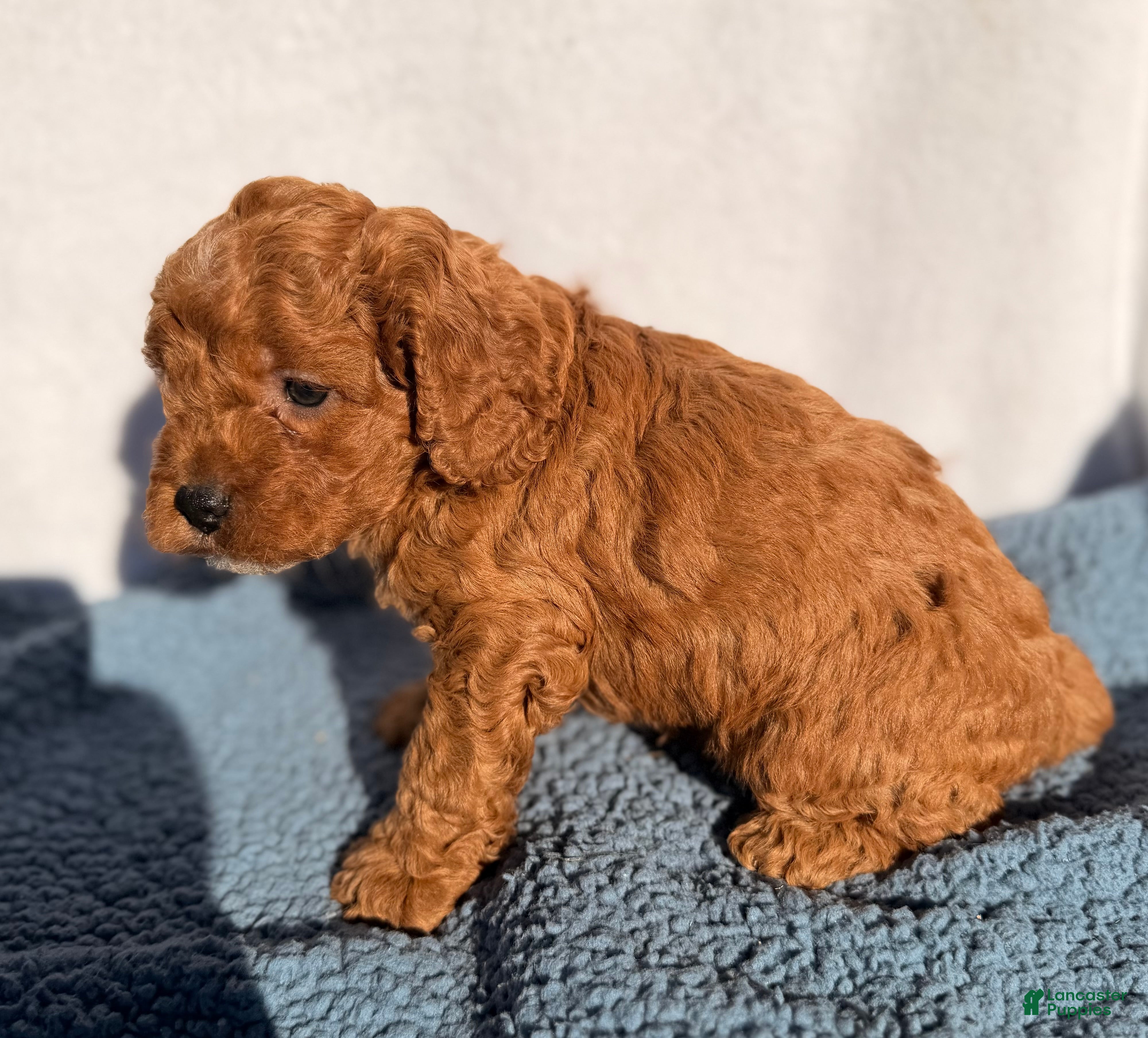 Cavapoo dogs Oakley - Ad 2