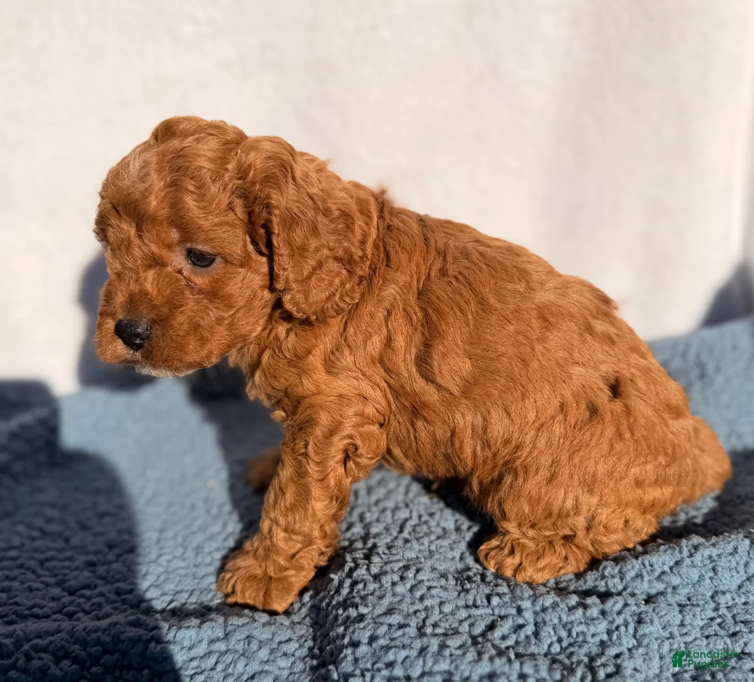 Cavapoo dogs for sale: Oakley - Ad 2