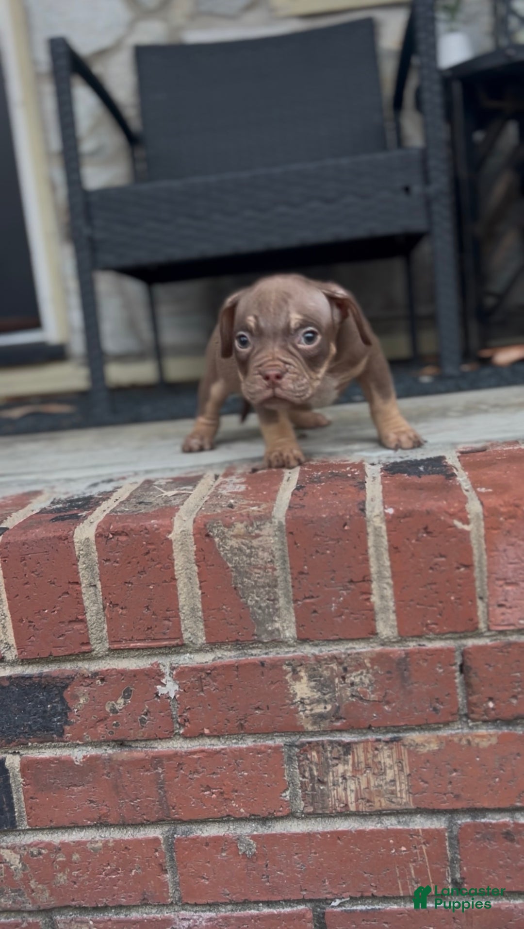 American Bully dogs for sale: Barkboyz Bullycamp Slim - Ad 1