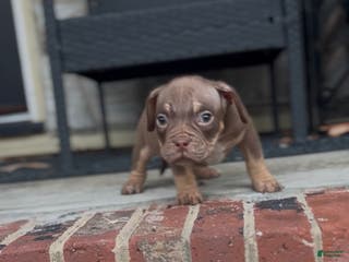 American Bully dogs for sale: Barkboyz Bullycamp Slim - Ad 3
