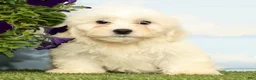 Teddy Bear dogs for sale: Kobe - Ad 4