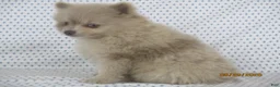 Pomeranian dogs for sale: Jinx - Ad 3