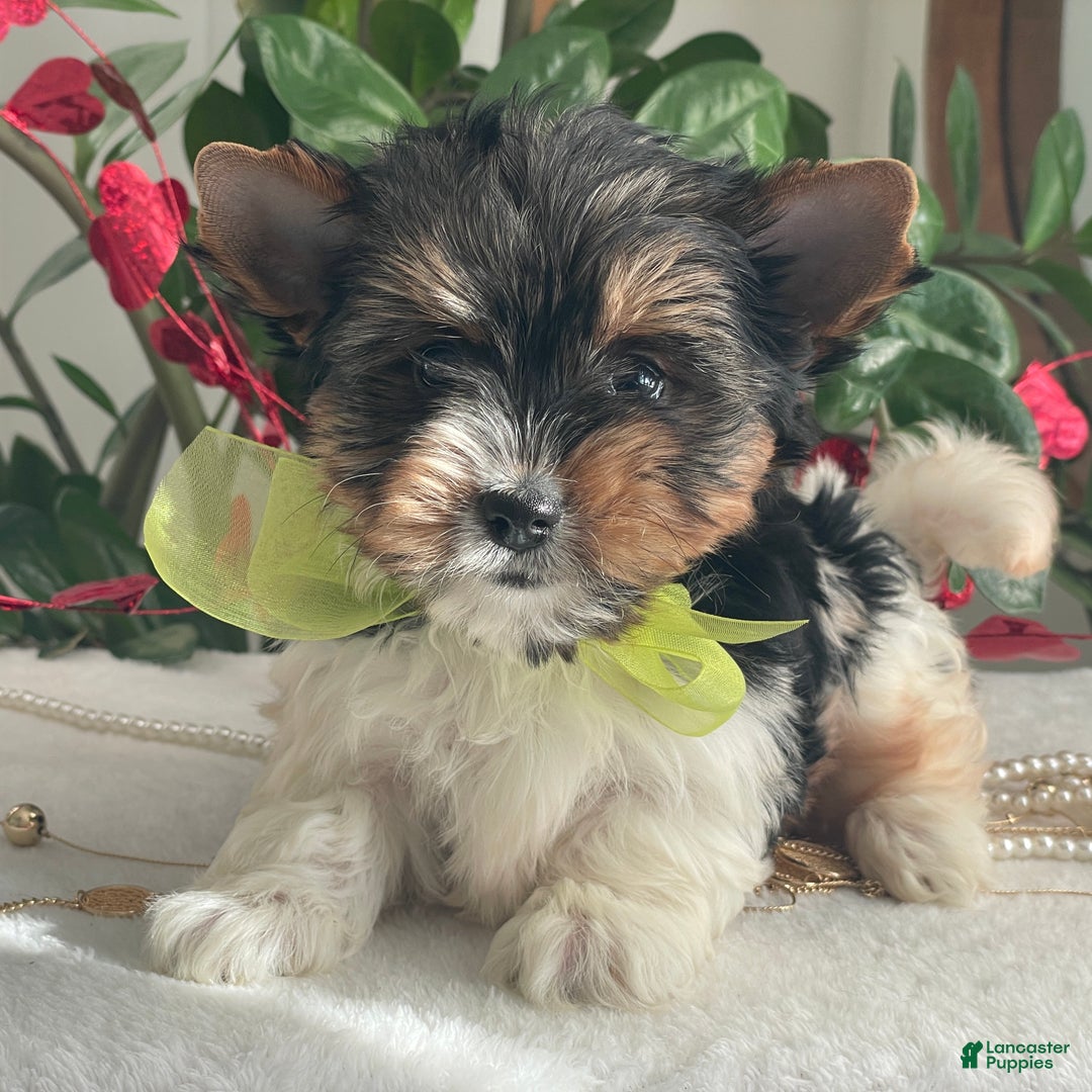 Biewer Terrier dogs for sale: Tony - Ad 3