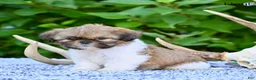 Shih Tzu dogs for sale: Hoyt - Ad 7
