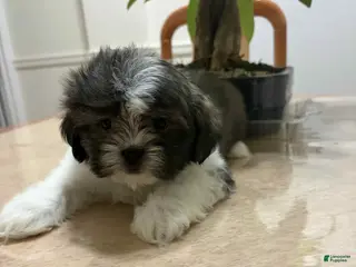 Shih Tzu dogs Lucy - Ad 31