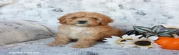 Cavapoo dogs for sale: Peaches - Ad 4